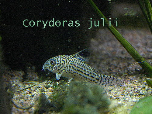 cory julii